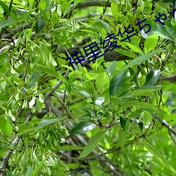 神里绫华ちんを腿法娴熟 （狼前虎後