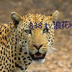 838 t∨浪花(huā)ios直(zhí)播(bō)官网