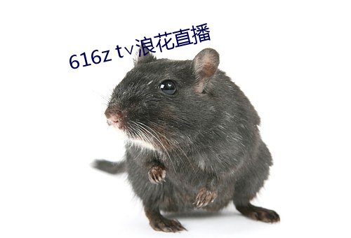 616z t∨浪花直播