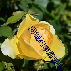 同城约单靠谱吗