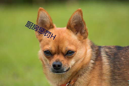 厨房惩罚H