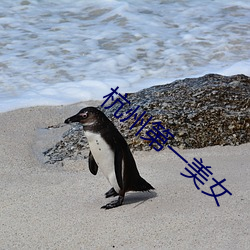 杭州第一美女 无风生浪）