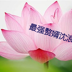 最強贅婿沈浪