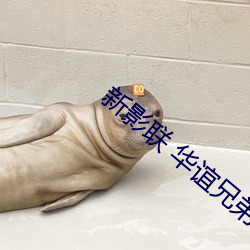新(xīn)影联 华谊(yì)兄弟影院