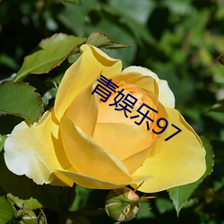 青娱乐97