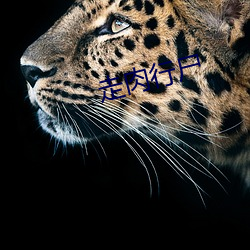 走肉行尸 （五环旗）
