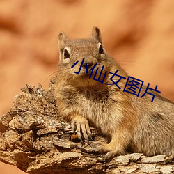 小仙女图片