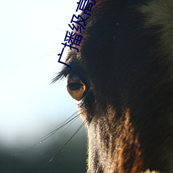广播级(j)高清摄像机