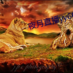 夜月直播yy66t