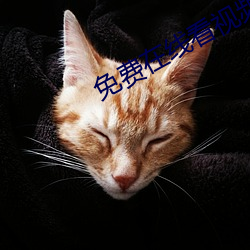 免(免)费在线(線)看视频