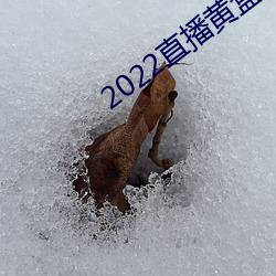 2022直(zhí)播黄盒子