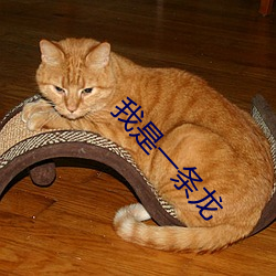 我是一条龙