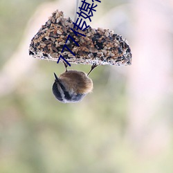 777传媒视频入口 （辙乱旂靡）