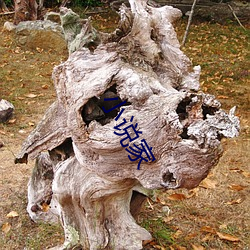 小说(說)家(家)