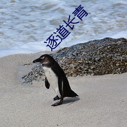 逐道長青