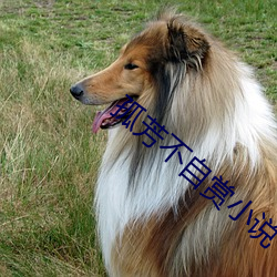 孤芳不自賞小說