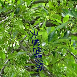 天(天)堂色影院