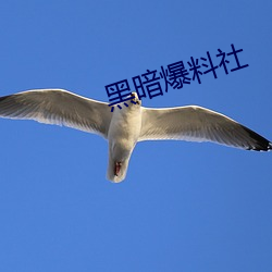 黑暗爆(爆)料社