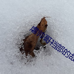 虐帅哥裆部的故事