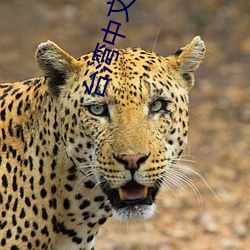 台灣中文娛樂