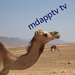 mdapptv tv