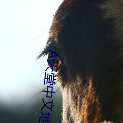 天堂中文地址在线