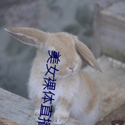 美(美)女裸体直播软件(件)