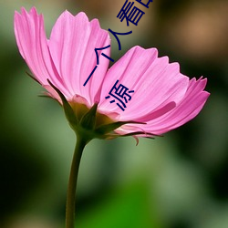 一个人看的www中文视频免费版:支持永久免费观看所有的资源