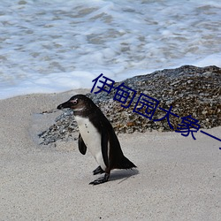 伊甸园大象一二三四2021入口 一衣带水）