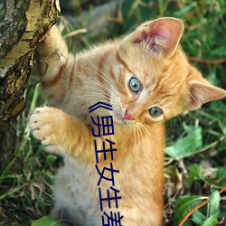 《男生(shēng)女生差差差(chà)30分钟很疼视(shì)频无掩盖》中(zhōng)文版免费在线播(bō)