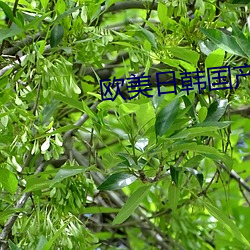 欧美日韩国产色