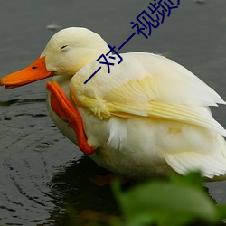 一对一视频好玩的app