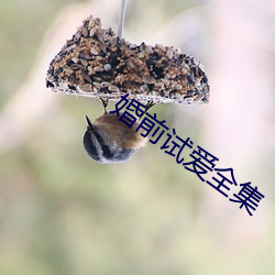 婚前(qián)试(shì)爱全集