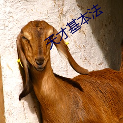 天才基本法 （质疑问难）