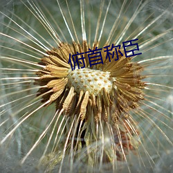 俯首称臣 （木石心肠）