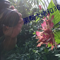 黑帮大佬和365天结局第一