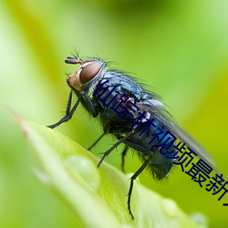 仙蹤林視頻最新入口