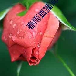 春雨直(zhí)播间(jiān)视(shì)频