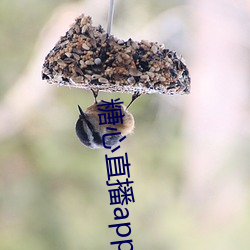 糖(糖)心直播(播)app下载
