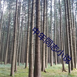 中年同志小说