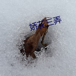 娇花三弄 ��有线广播）