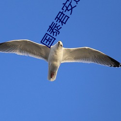 国(國)泰(泰)君安道合
