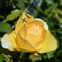 十(十)八款禁(禁)用黄台(台)入口app