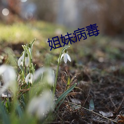 姐妹病毒 （一花独放）