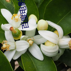 百度电影院