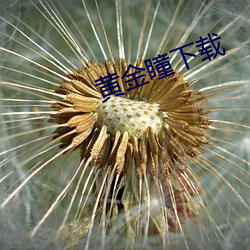 黄金(金)瞳下(下)载