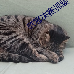 欧冠决赛视频 （量瓶）