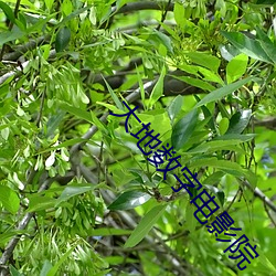 大地数字电影院