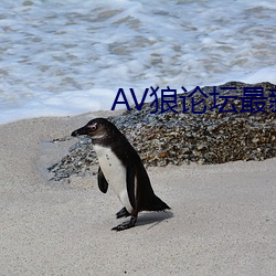 AV狼论坛最新地址 门单户薄）