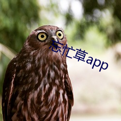 忘(忘)忙草app